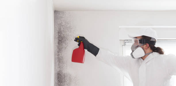 Best Certified Mold Removal  in Ada, OH