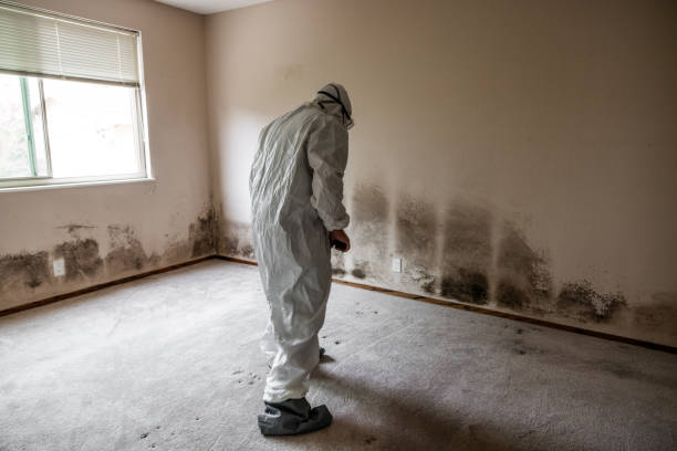 Home Mold Removal in Ada, OH