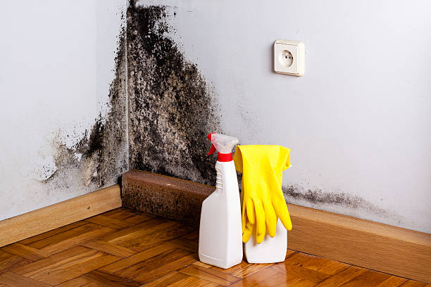 Best Emergency Mold Removal  in Ada, OH