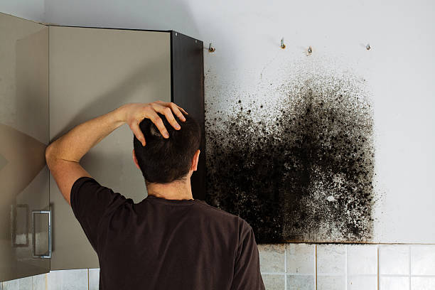 Best Mold Remediation  in Ada, OH