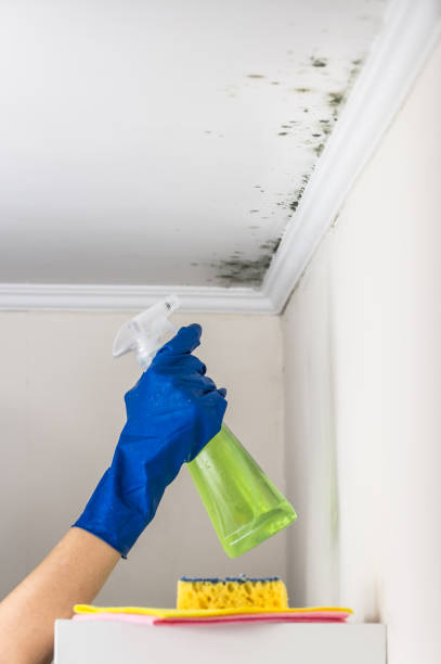 Best Mold Testing  in Ada, OH